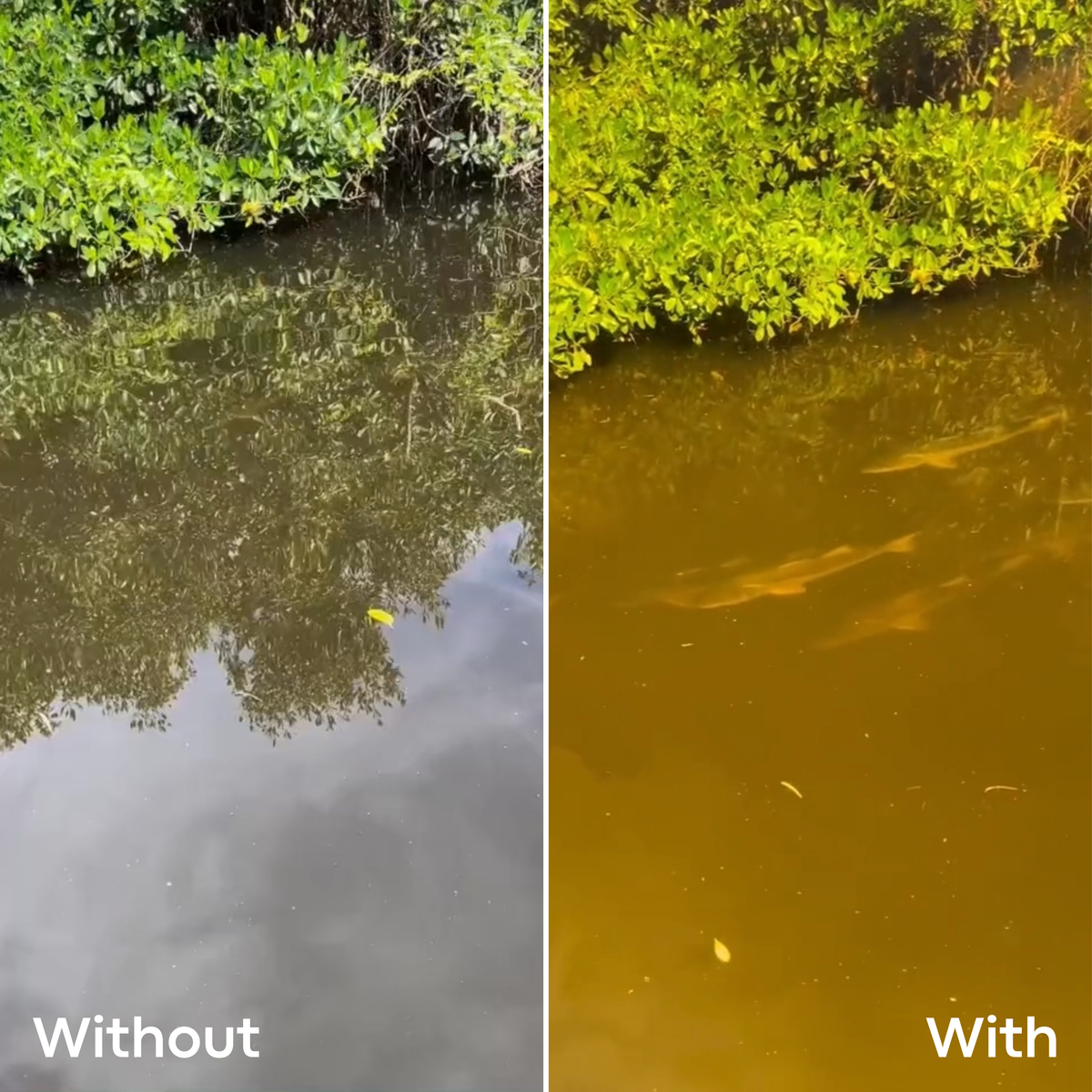 Without and with polarized lenses: fish visible beneath reflective water