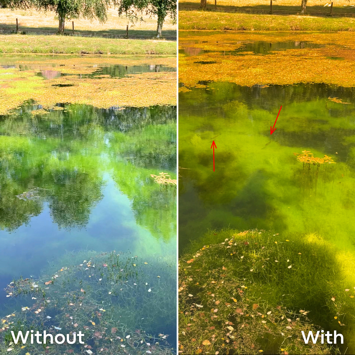 Without and with polarized lenses: clearer shallow-water visibility